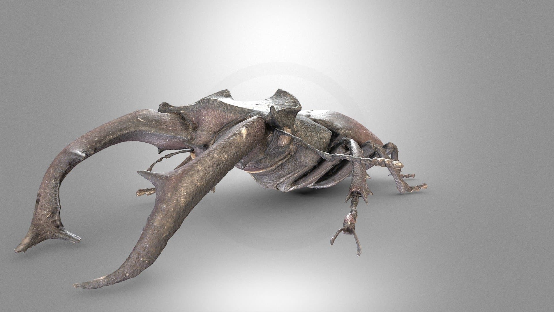 European stag beetle