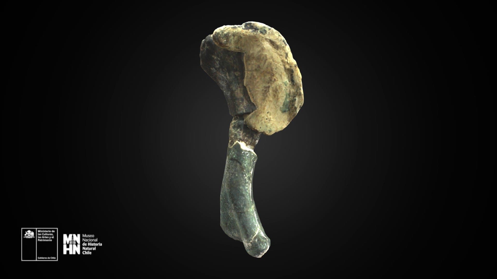 Chilesaurus diegosuarezi. Húmero derecho