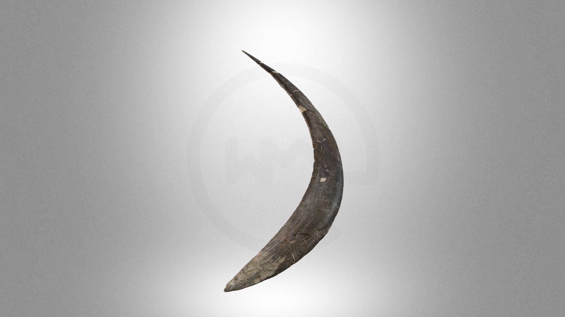 Boomerang from the Obłazowa Cave