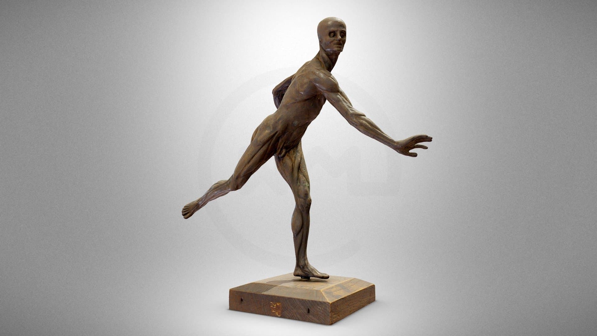 Anatomical figure – écorché