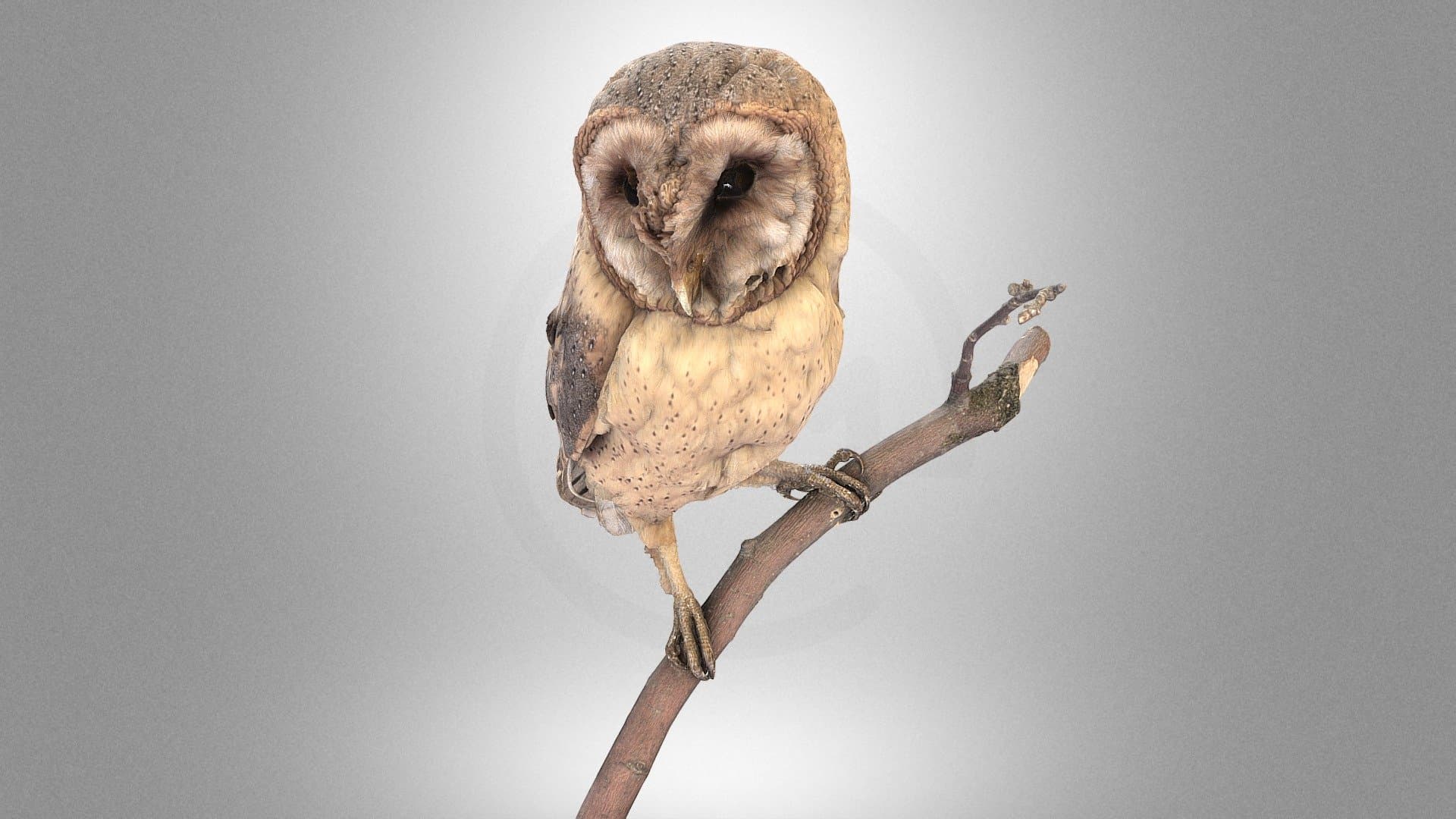 Barn owl
