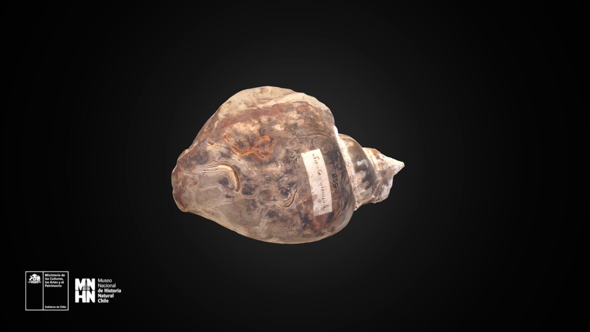 Adelomelon obesa (Philippi, 1887)