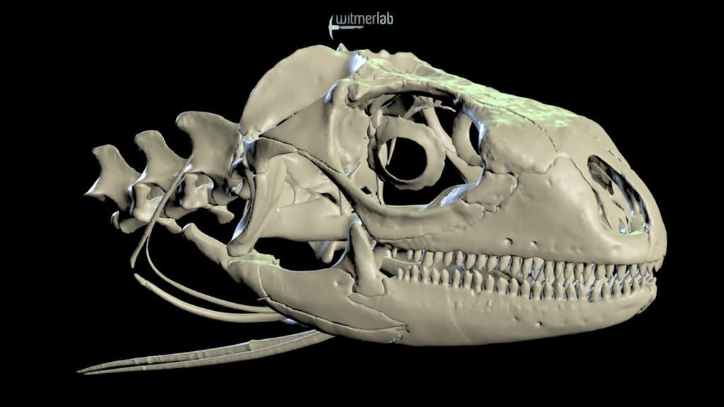 Green Iguana skull - OUVC 10677