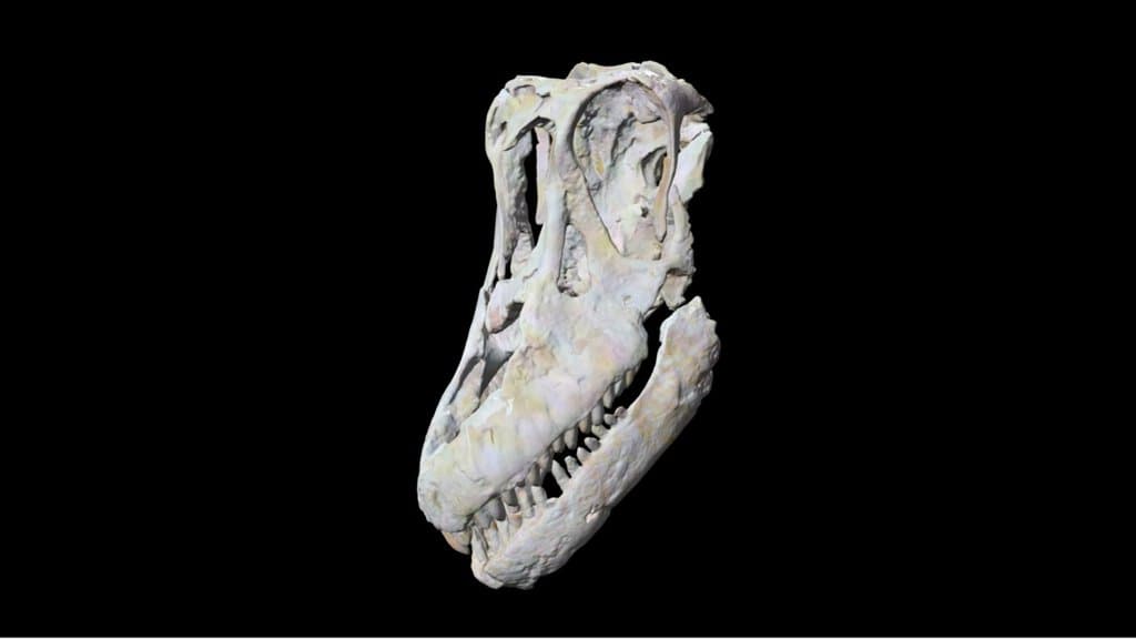Sarmientosaurus skull - Argentinean titanosaur