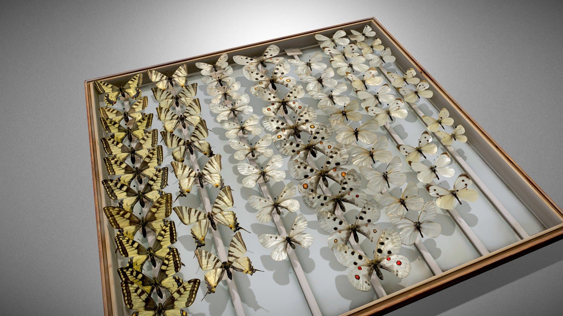 Butterflies - Collection of Stanisław Batkowski