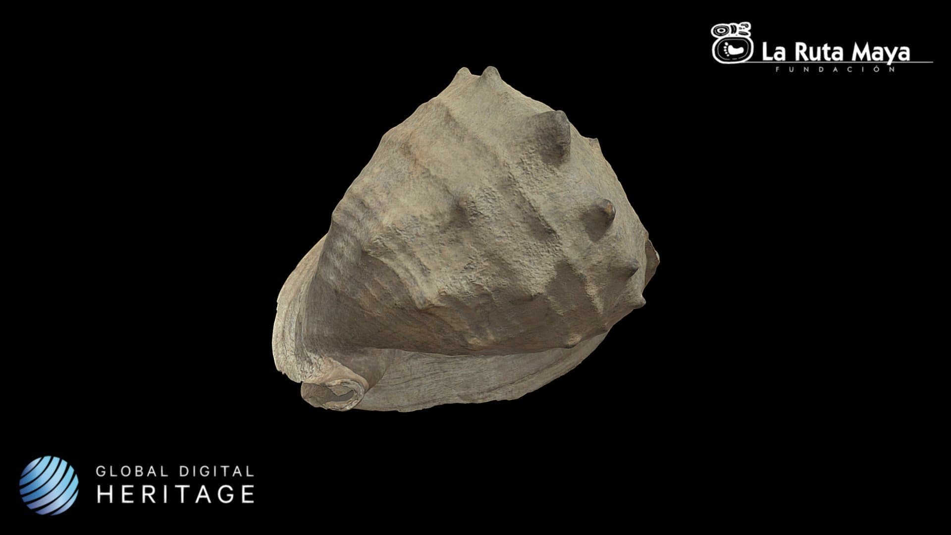 Shell-Trumpet