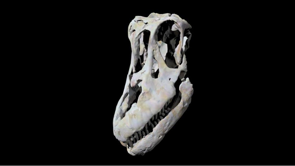 Sarmientosaurus - mobile-friendly skull
