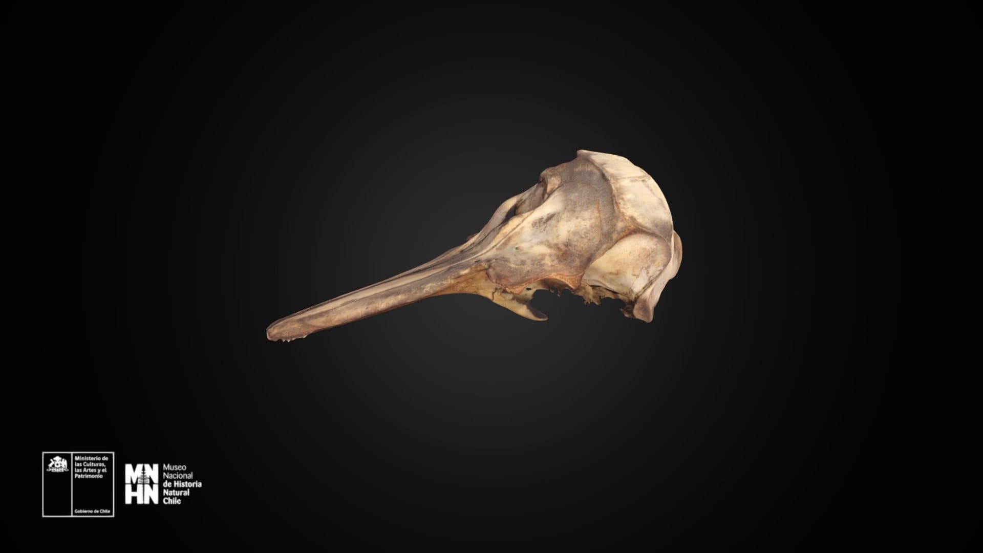 Cephalorhynchus eutropia 581