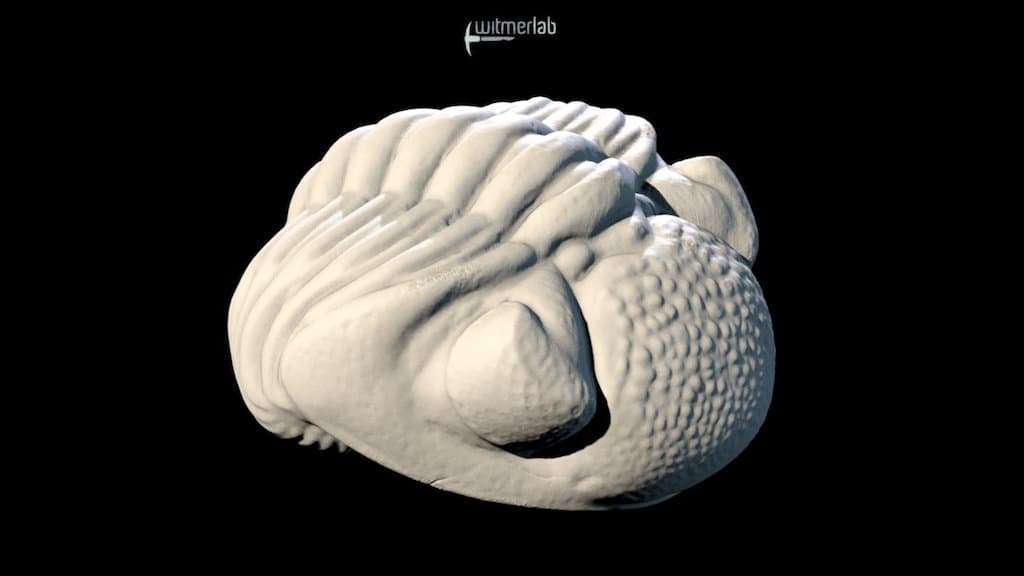 Trilobite – Eldredgeops (Phacops) rana – OUµCT