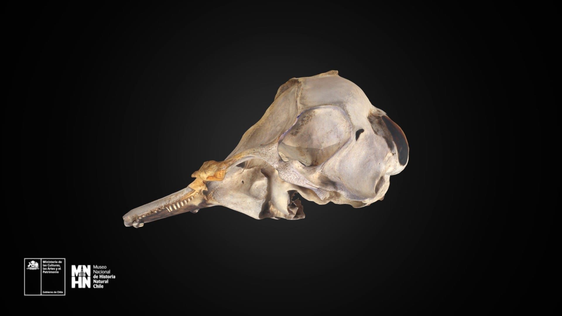 Lissodelphis peronii 1491