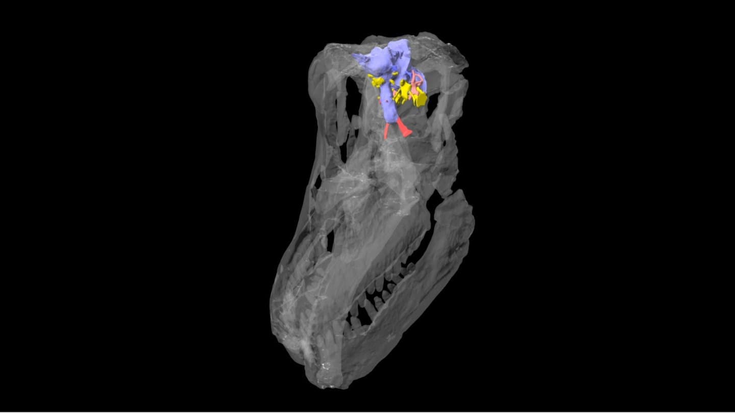 Sarmientosaurus skull & endocast - titanosaur