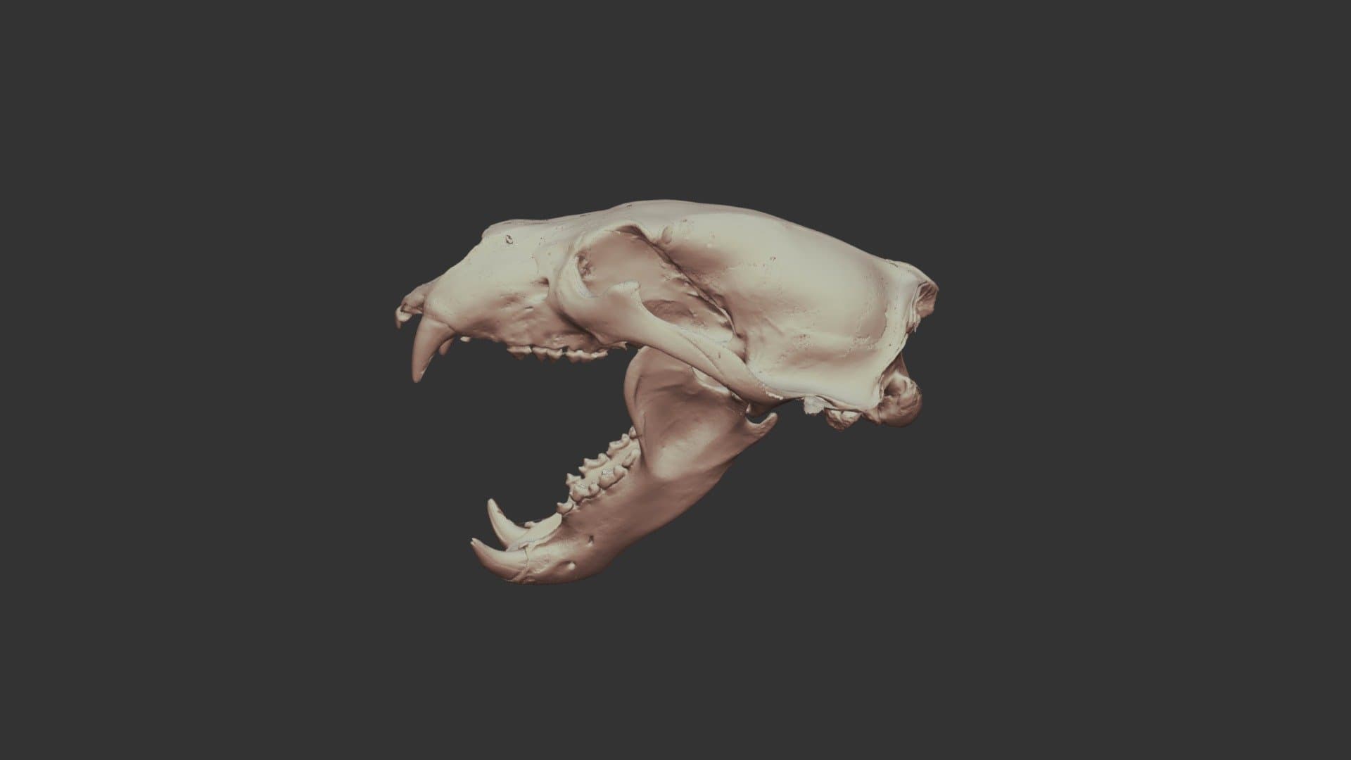Polar Bear Skull