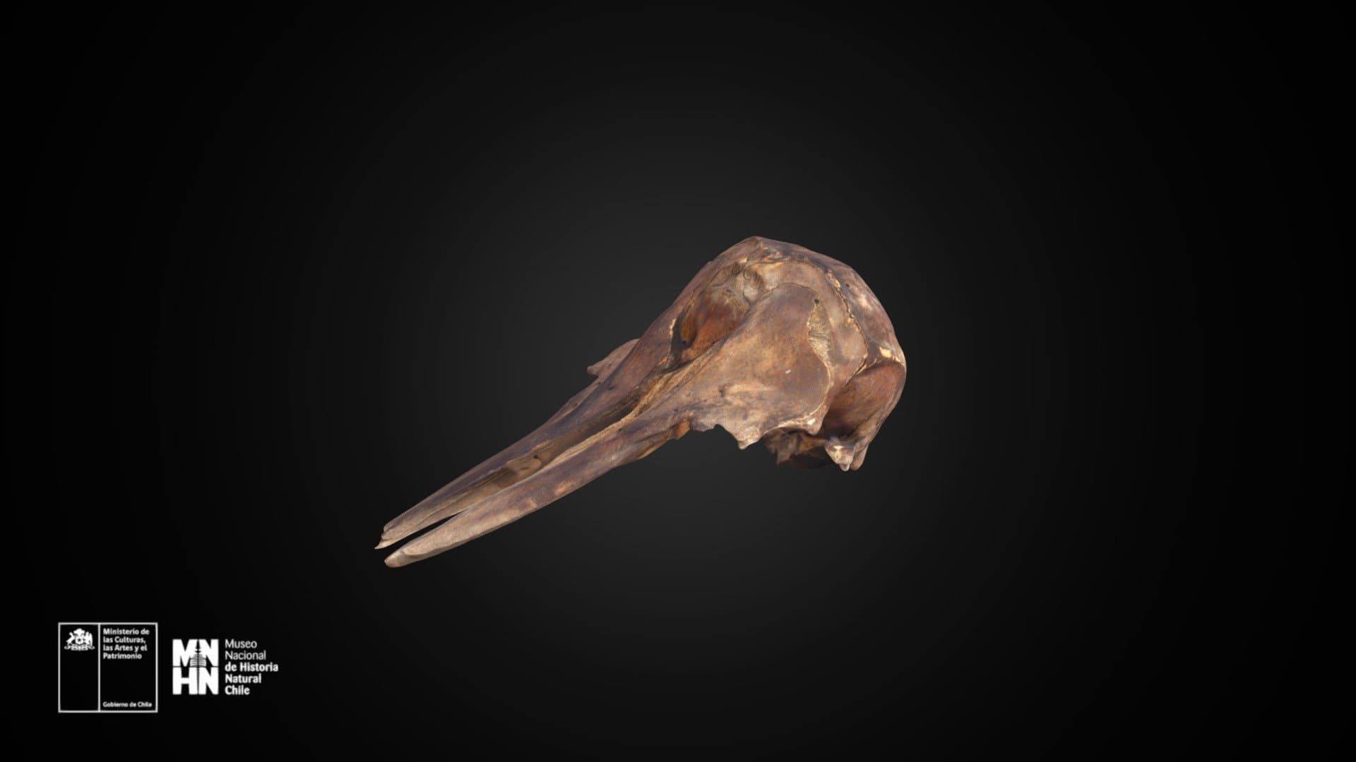 Cephalorhynchus eutropia 593
