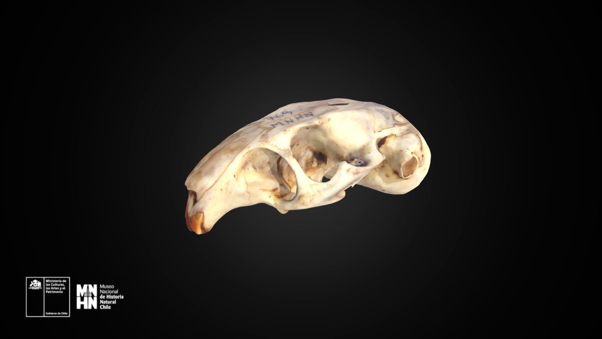Ctenomys fulvus 769