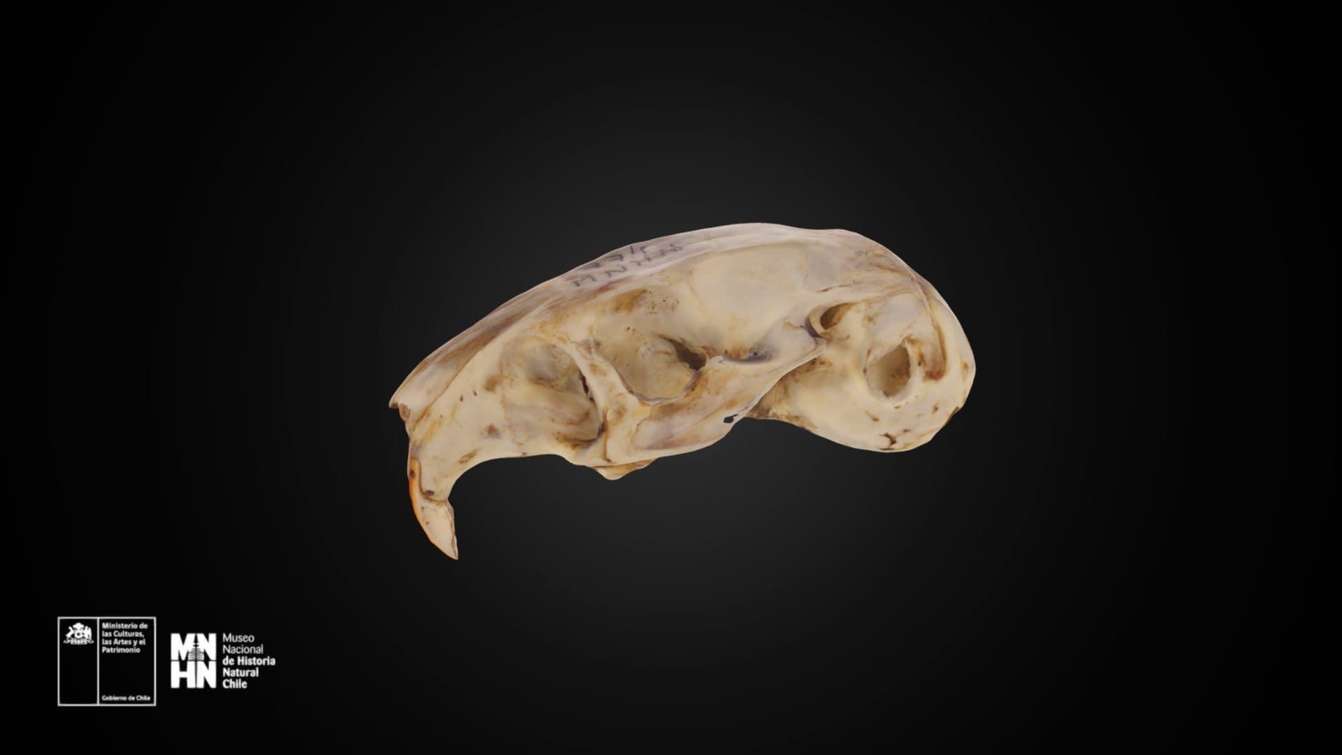 Ctenomys fulvus 774