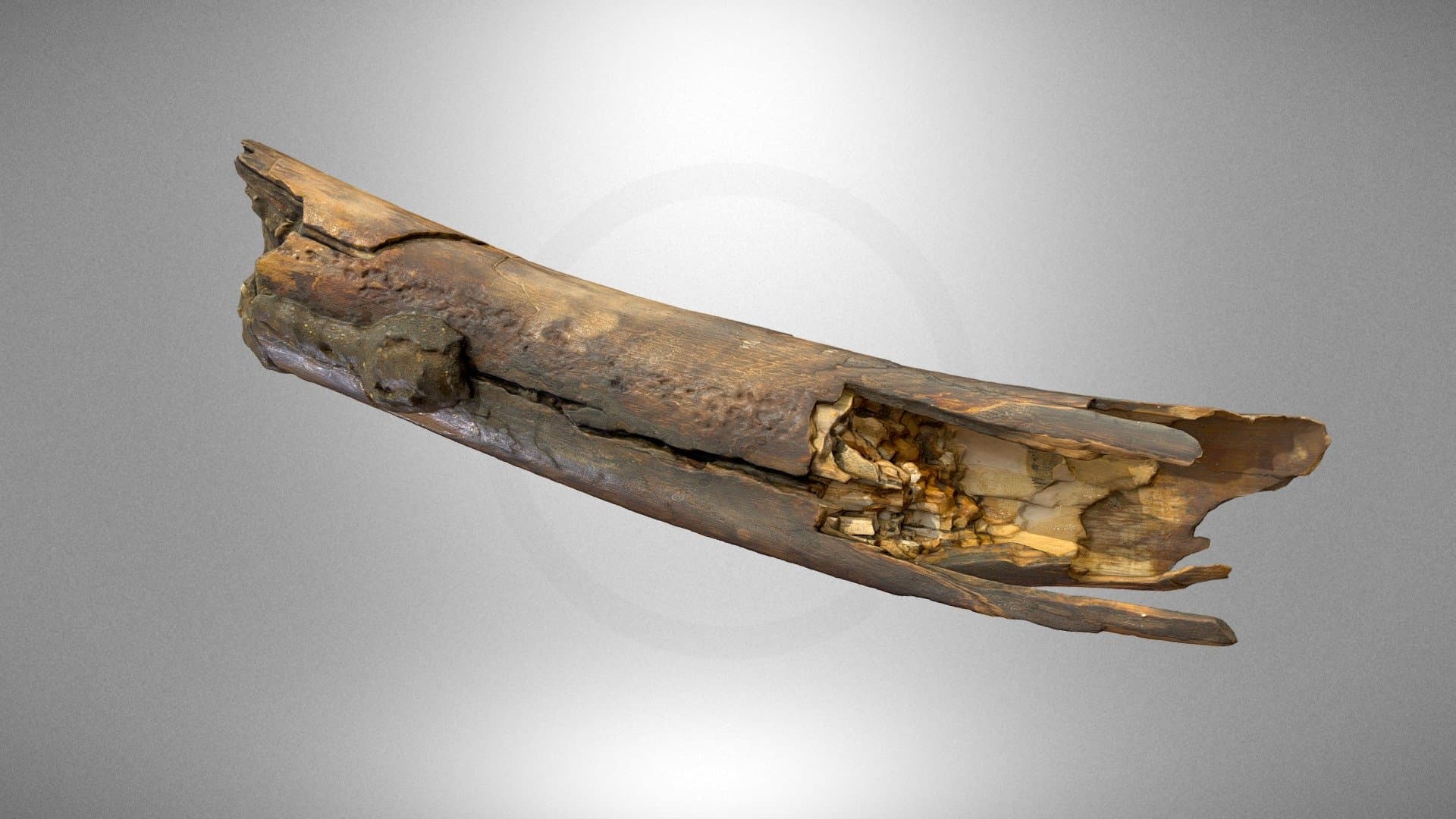 Tusk of the woolly mammoth