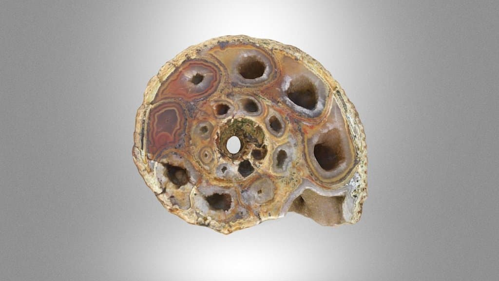 Ammonite mineralised with quartz and chalcedony