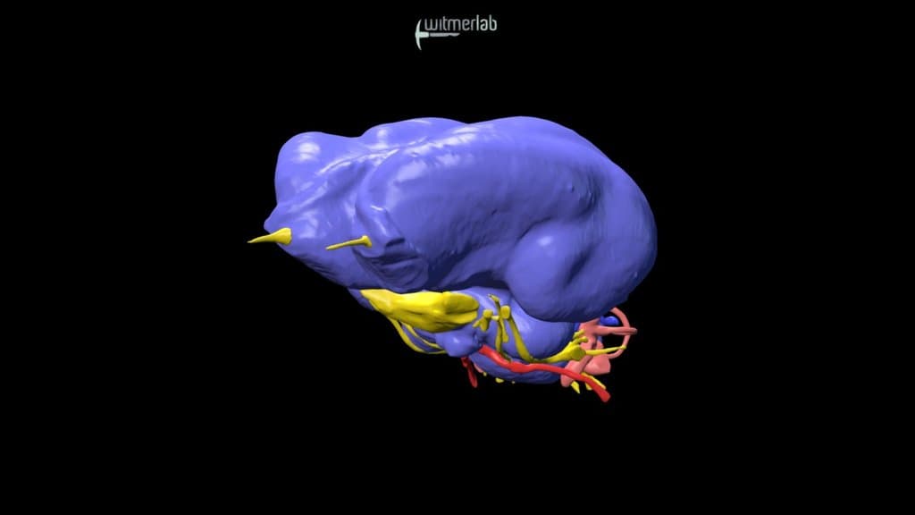 Scarlet Macaw endocast MOBILE - OUVC 10633