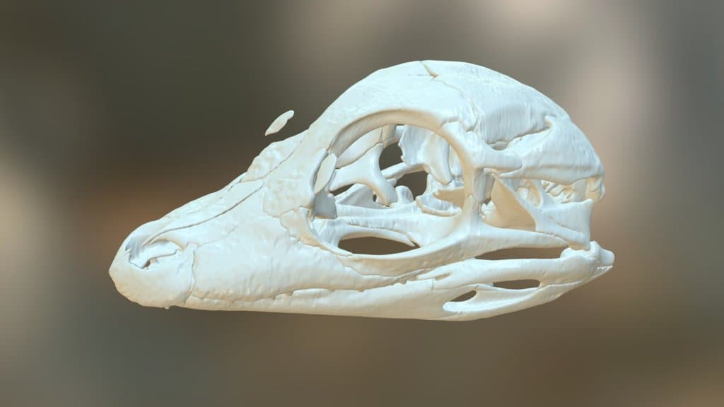 Alligator - hatchling skull