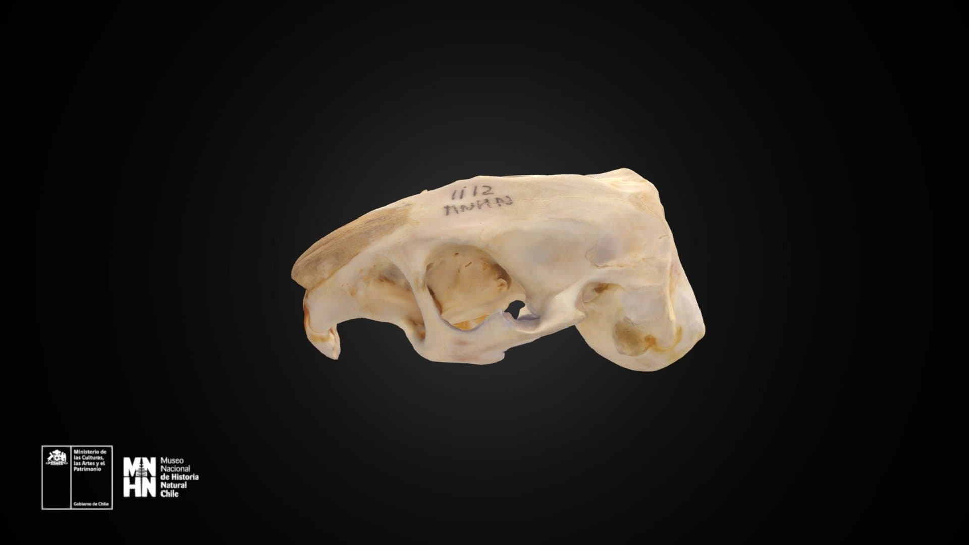 Ctenomys fulvus 1112