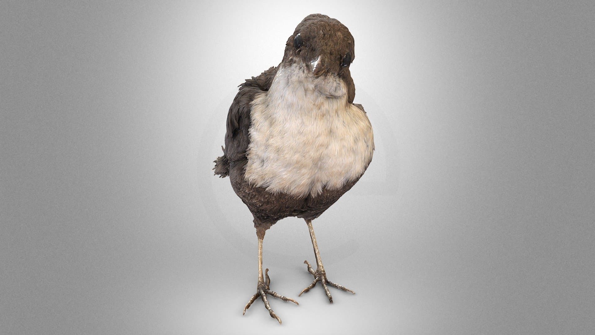 The white-throated dipper