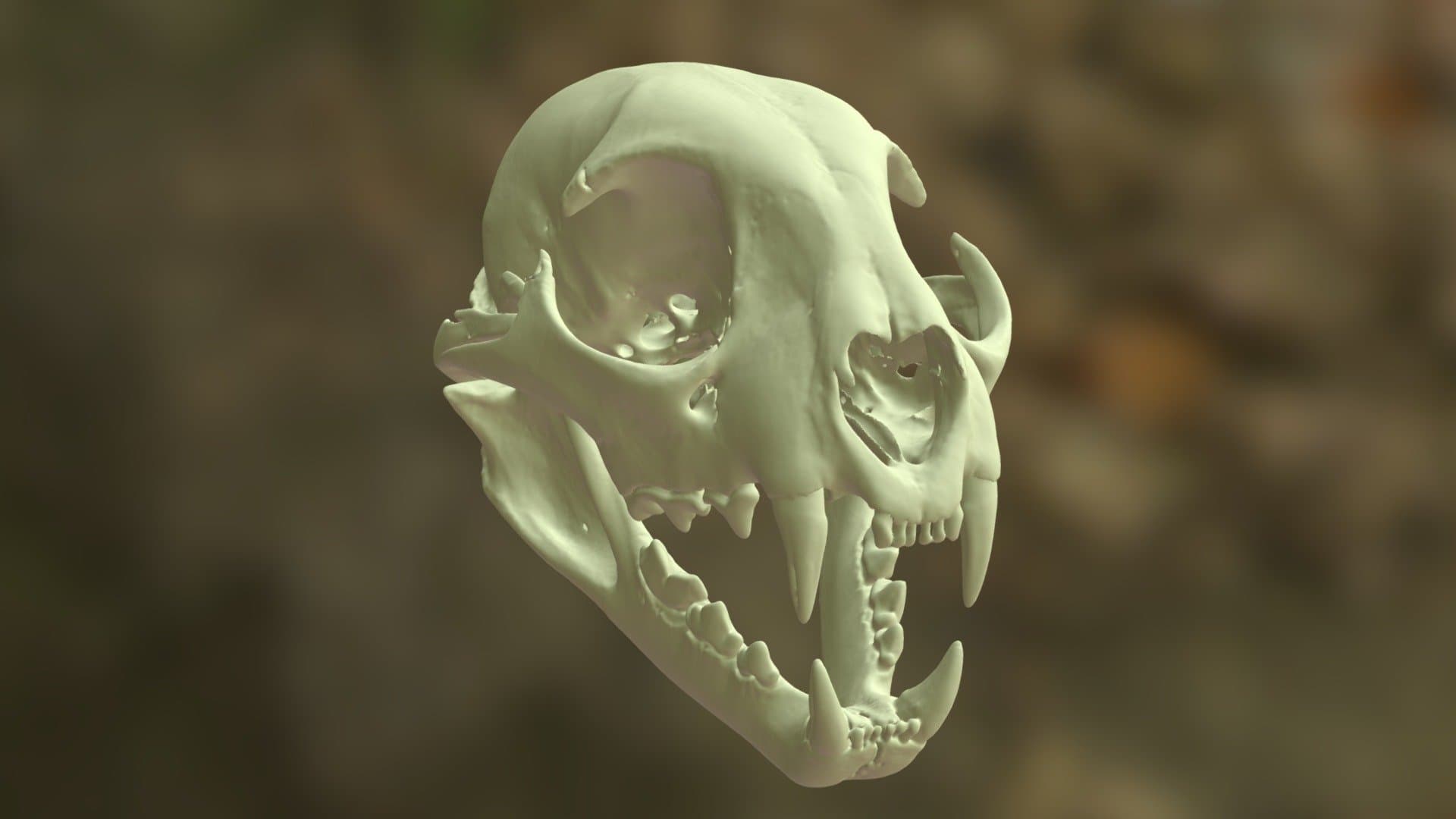 Ohio Bobcat - skull - OUVC 9576