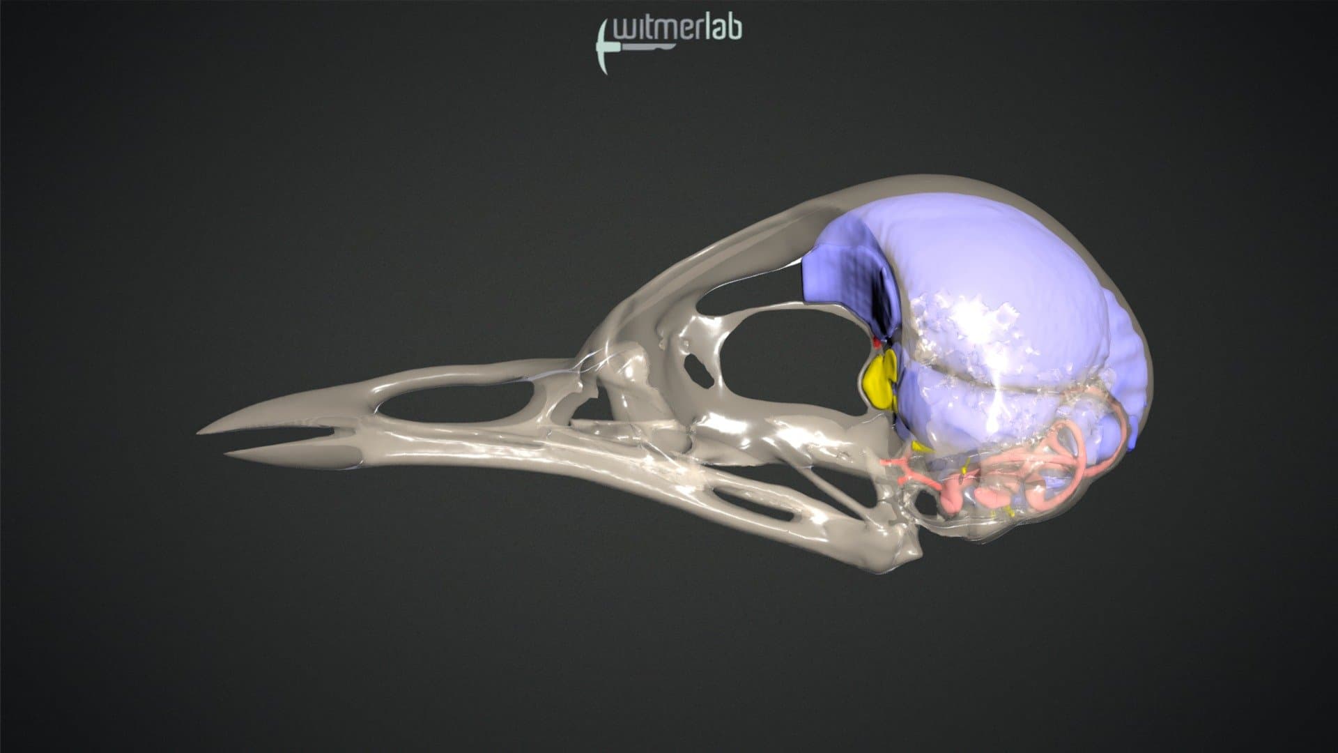 Hermit thrush - skull & brain endocast