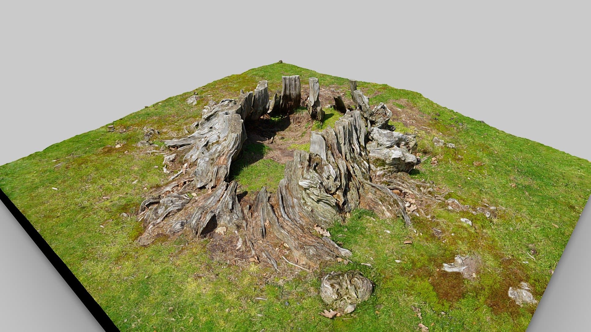 Strawberry Fields Forever Tree Stump
