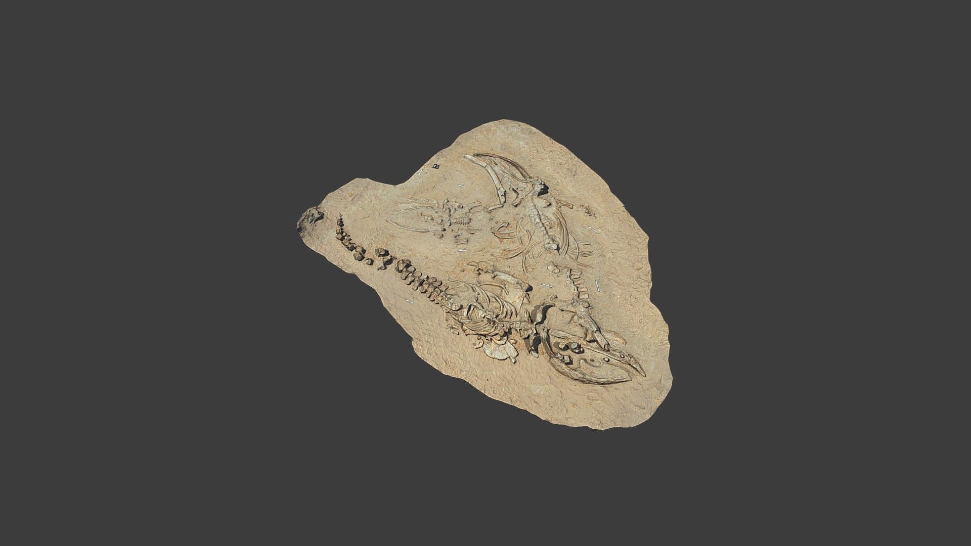 Fossil Whale Excavation Site MPC 665-667