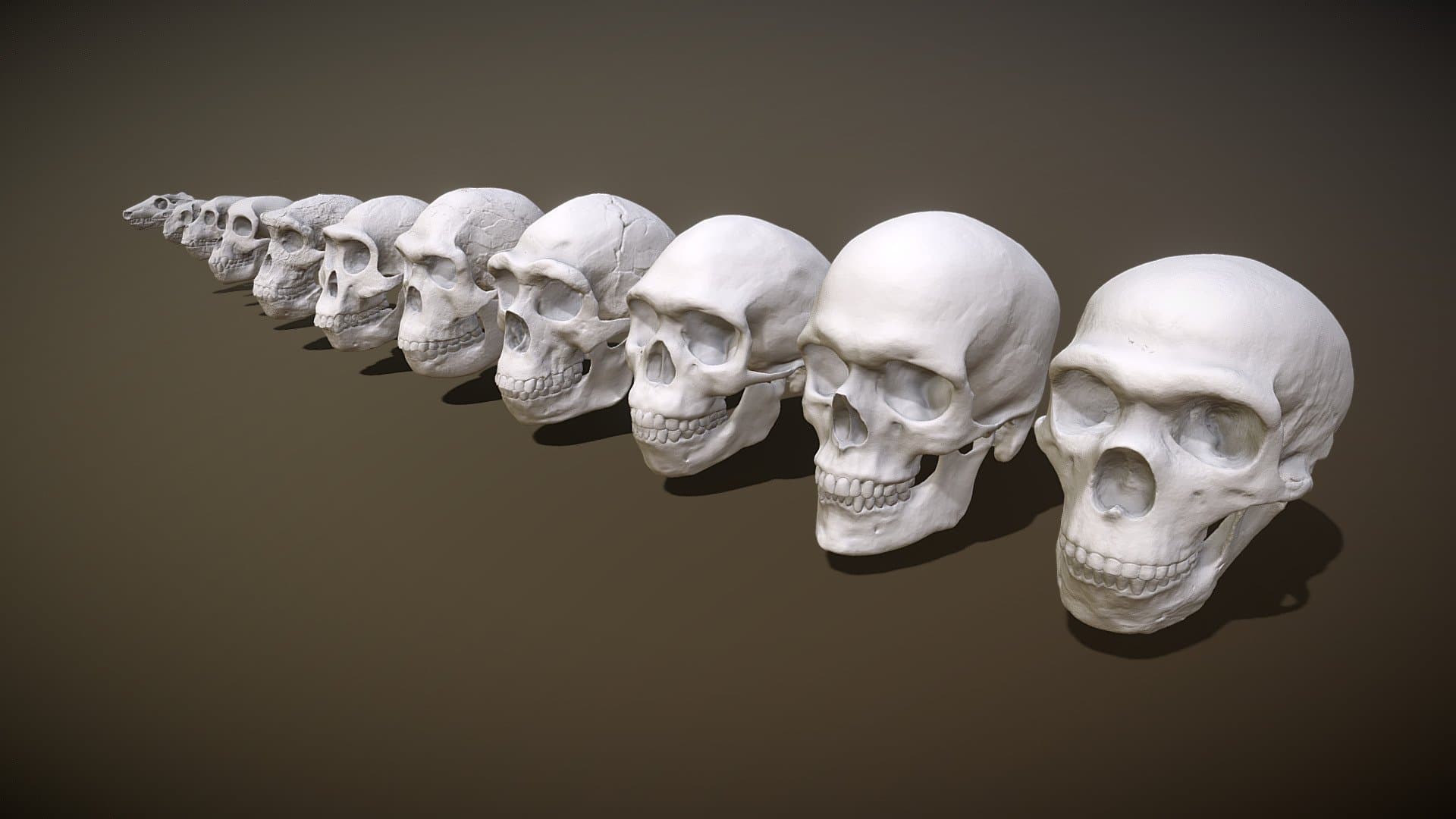 Hominin Skulls HD