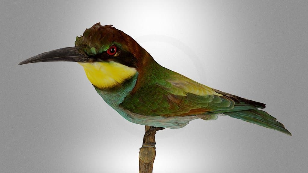 Bee-eater