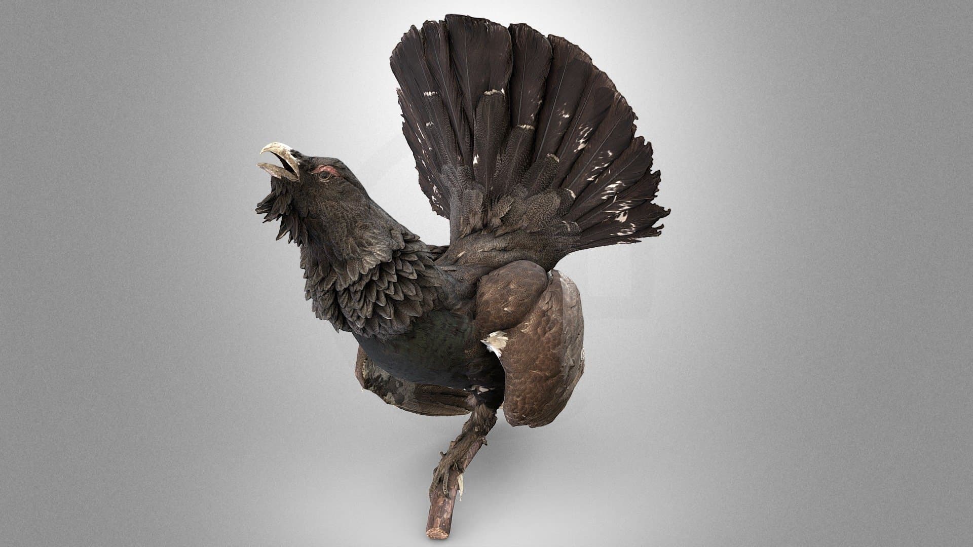 Western capercaillie