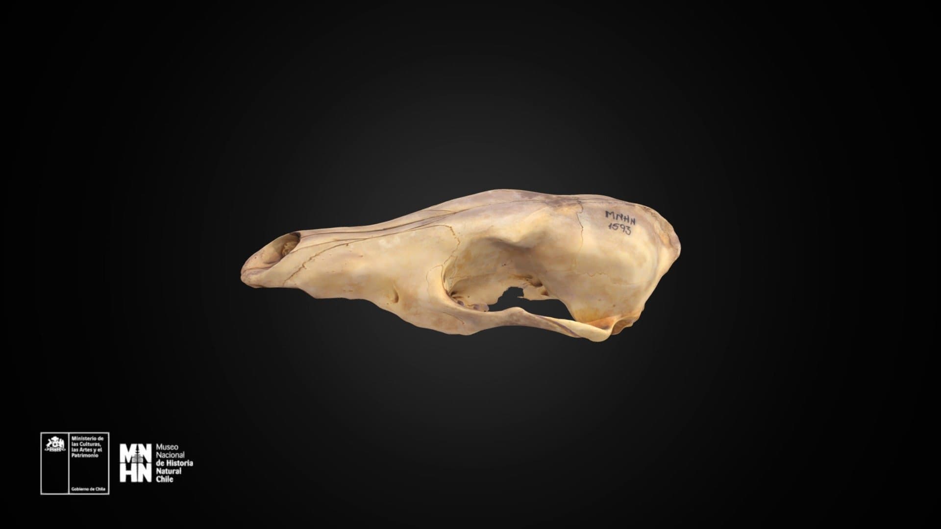Lycalopex culpaeus 1593