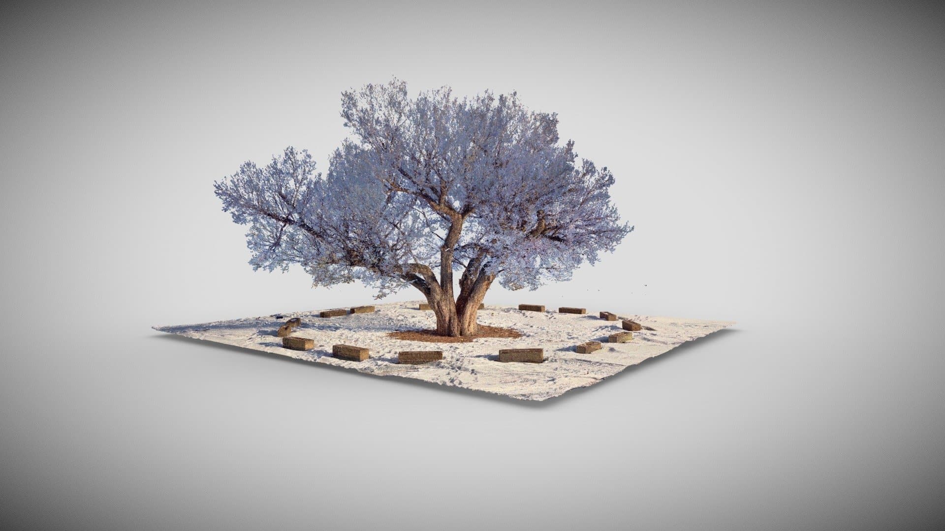 The Stampede Elm Tree, Calgary, Alberta