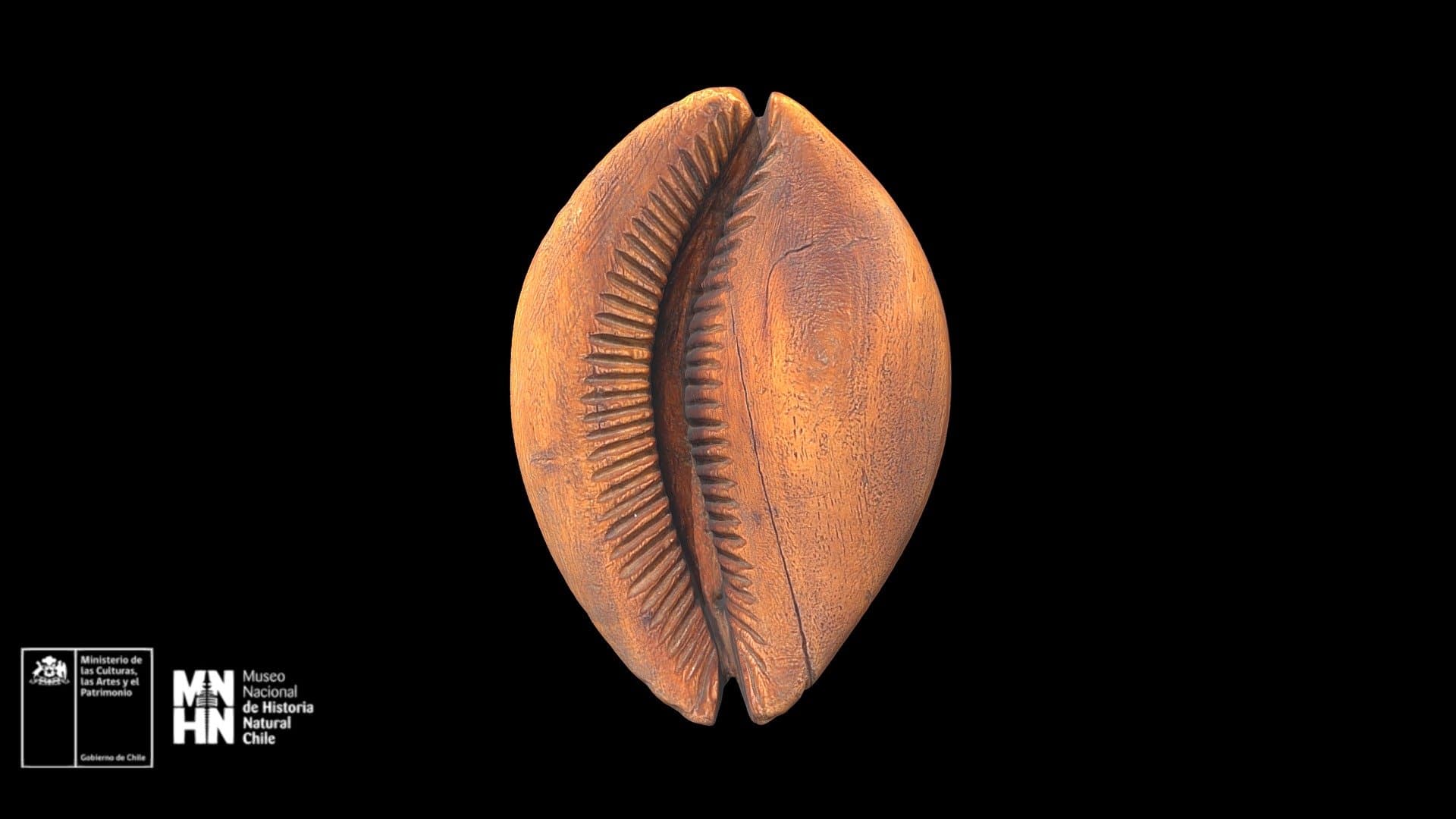 Caracol de madera de Rapa Nui