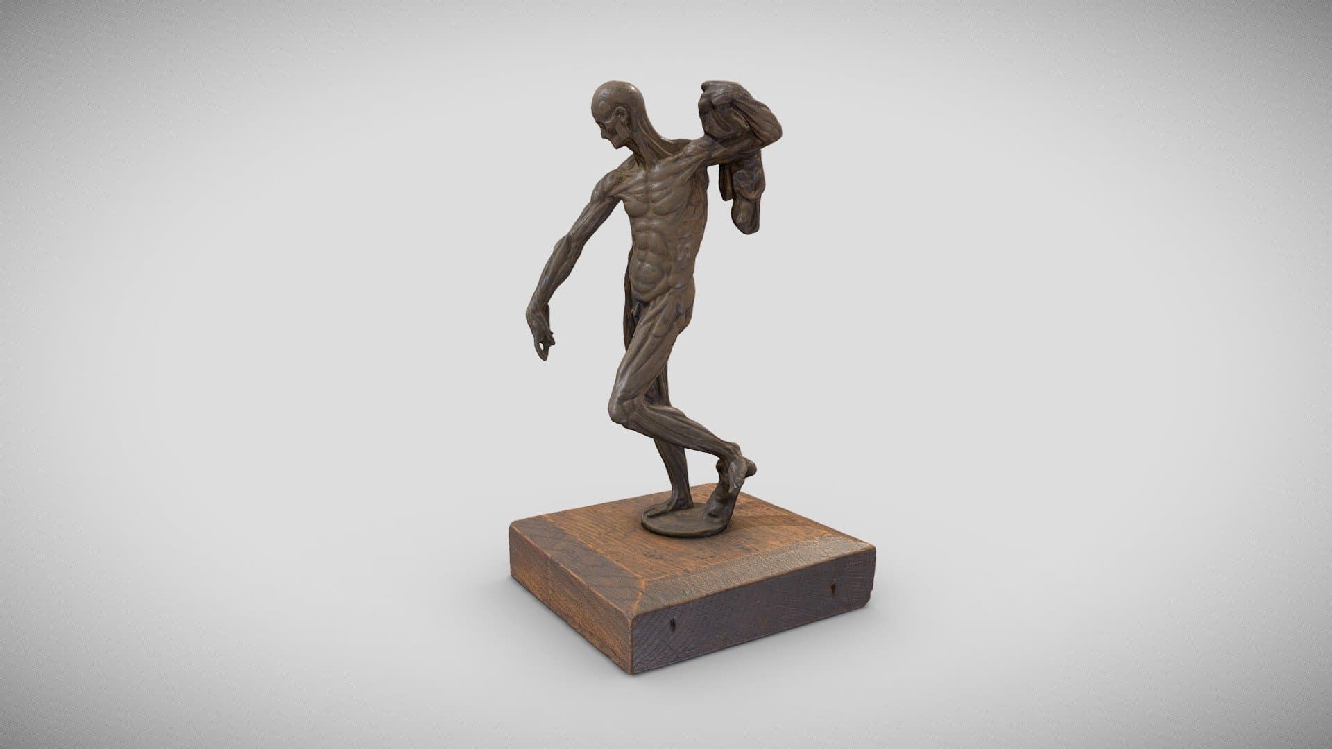 Anatomical figure – écorché