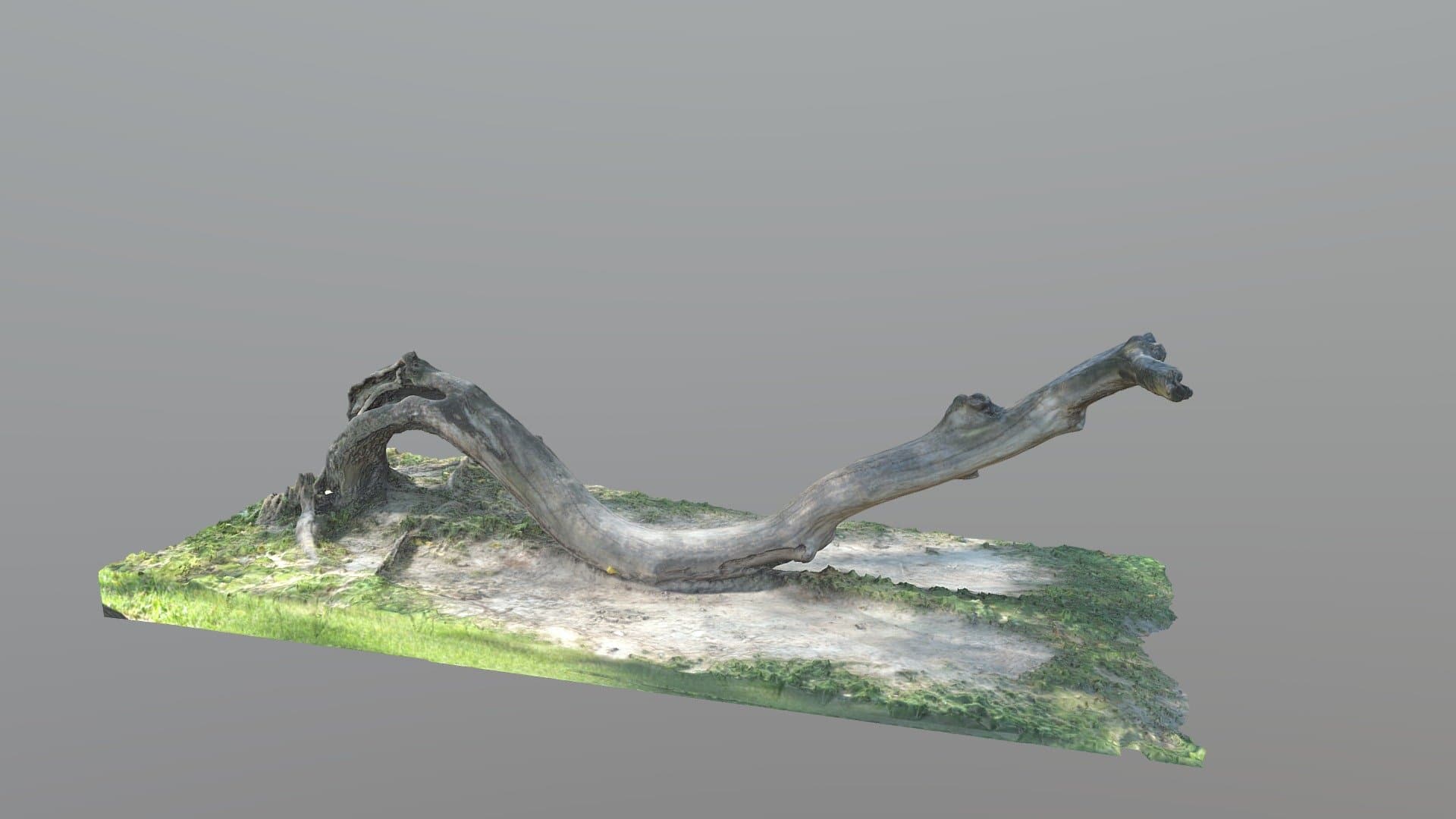Tree of Life