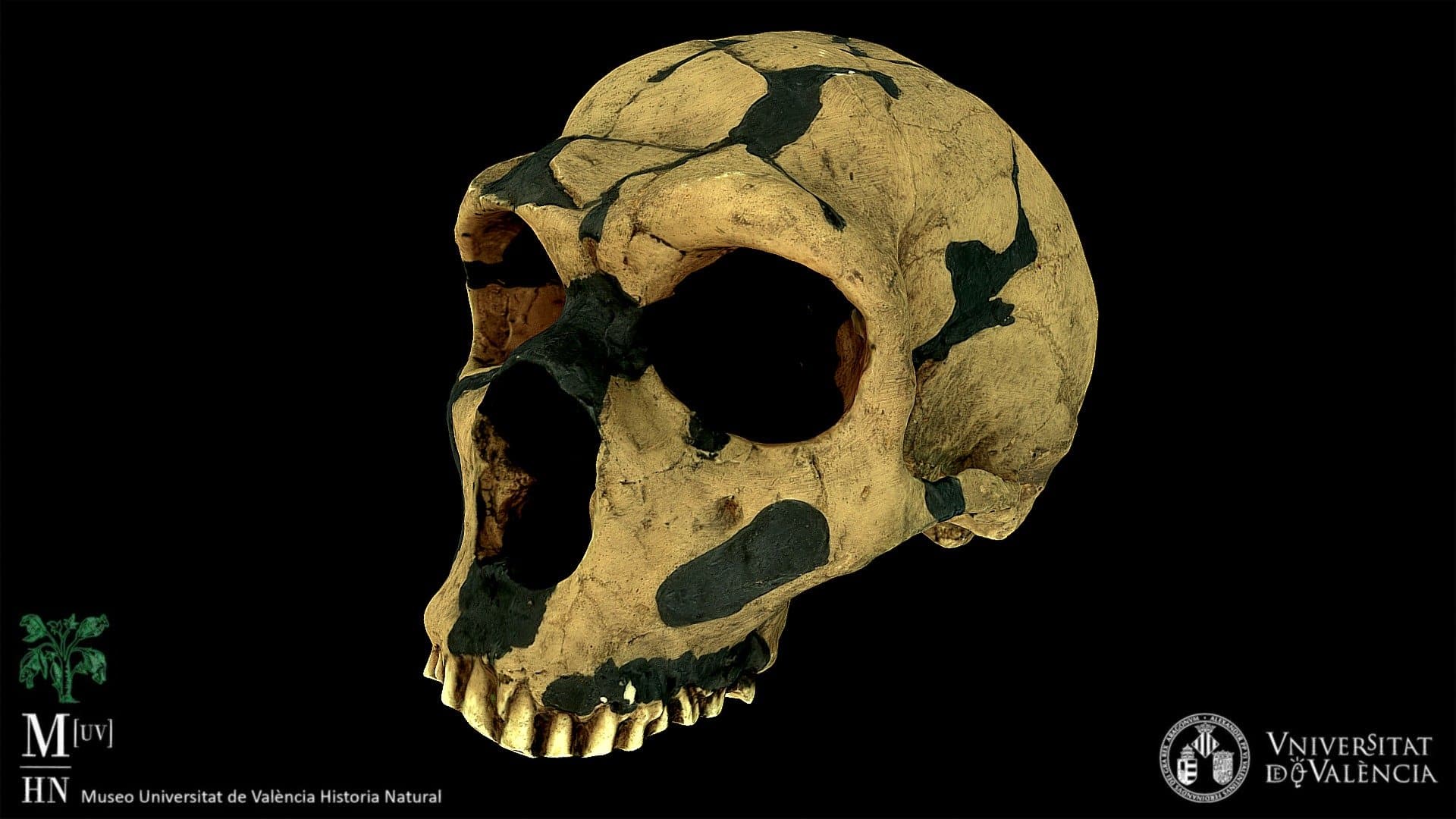 Homo neanderthalensis skull (cast)