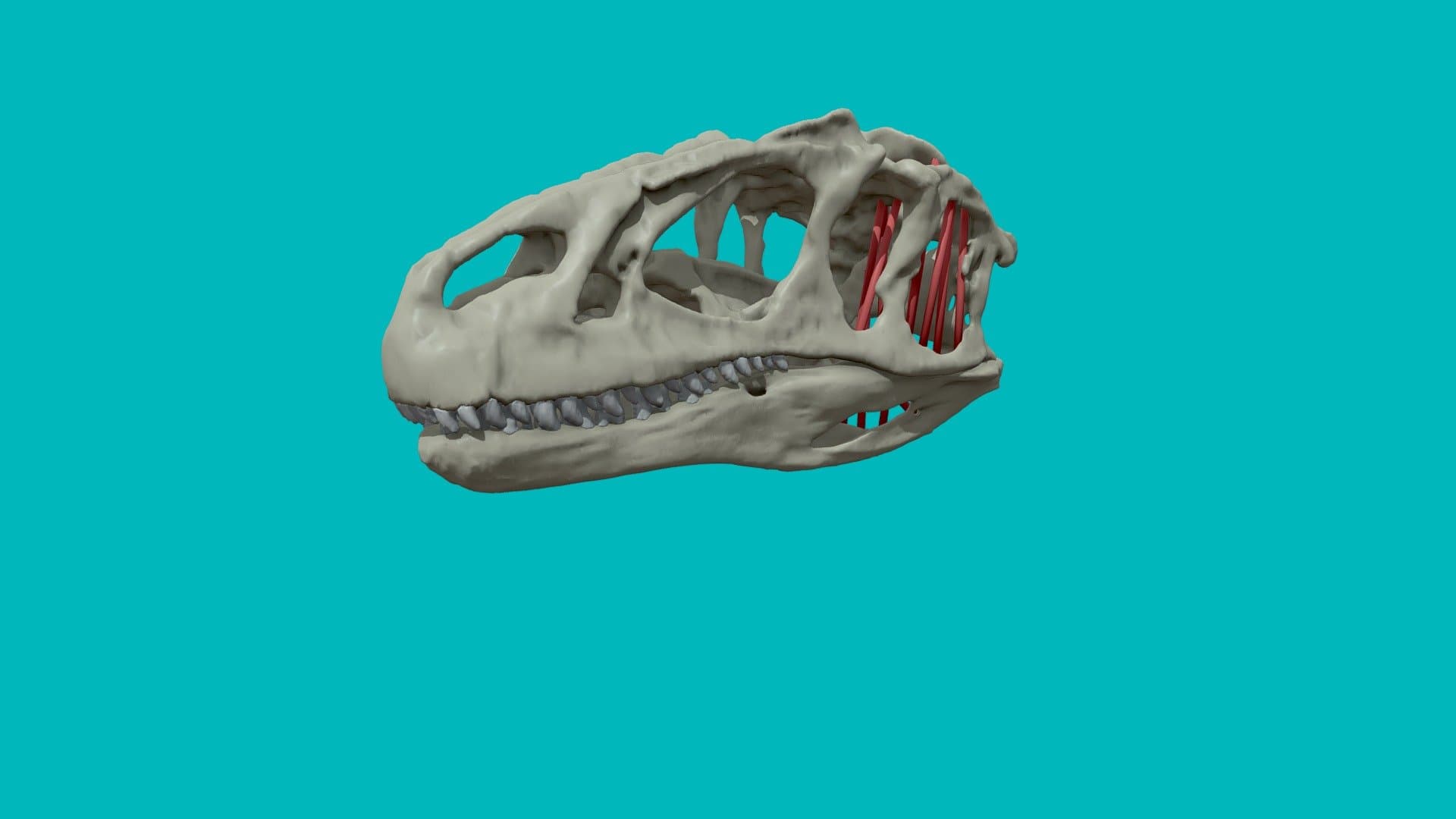 Allosaurus Fragilis