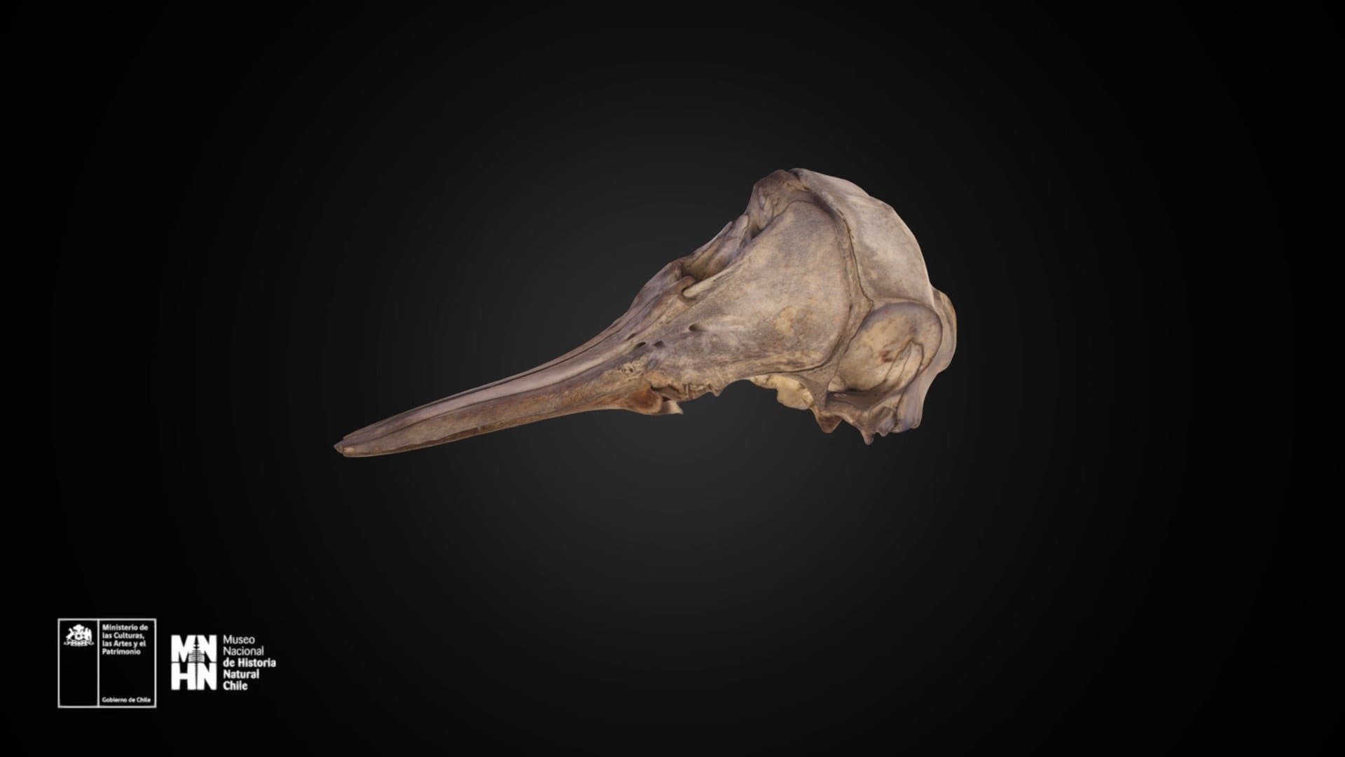 Lagenorhynchus australis 586