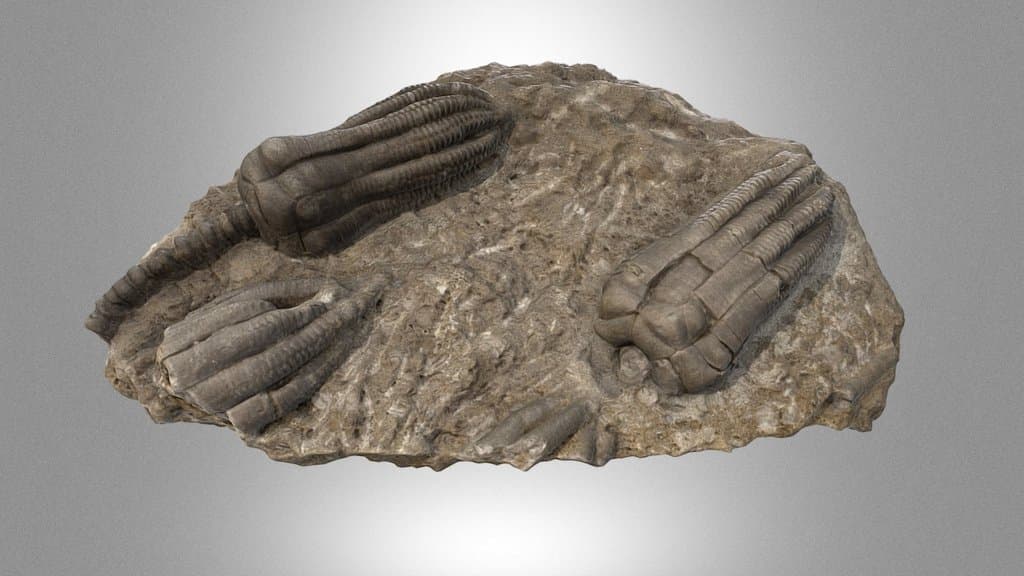 Crinoids