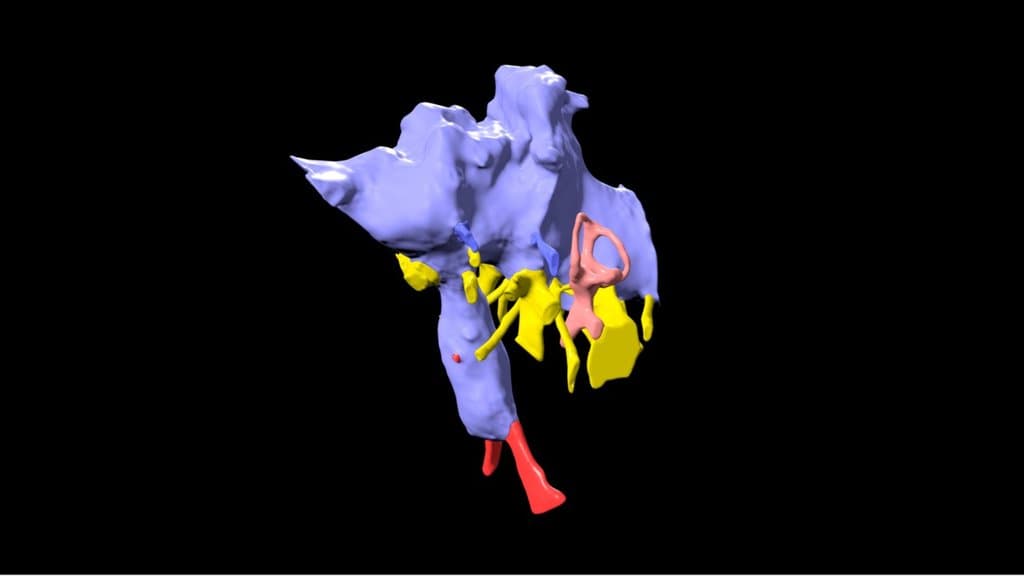 Sarmientosaurus brain endocast - titanosaur