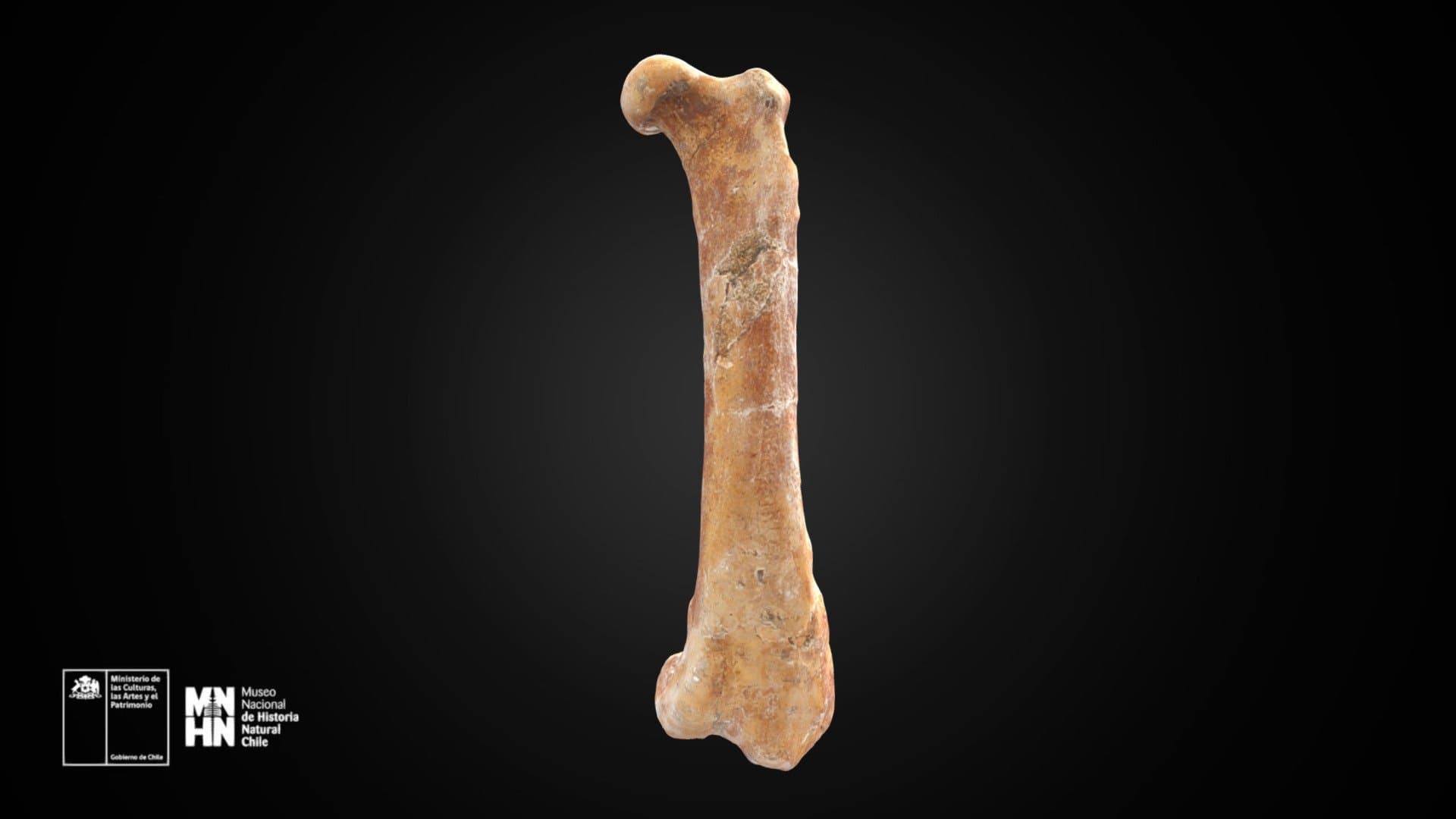 Pelagornis chilensis. Fémur izquierdo