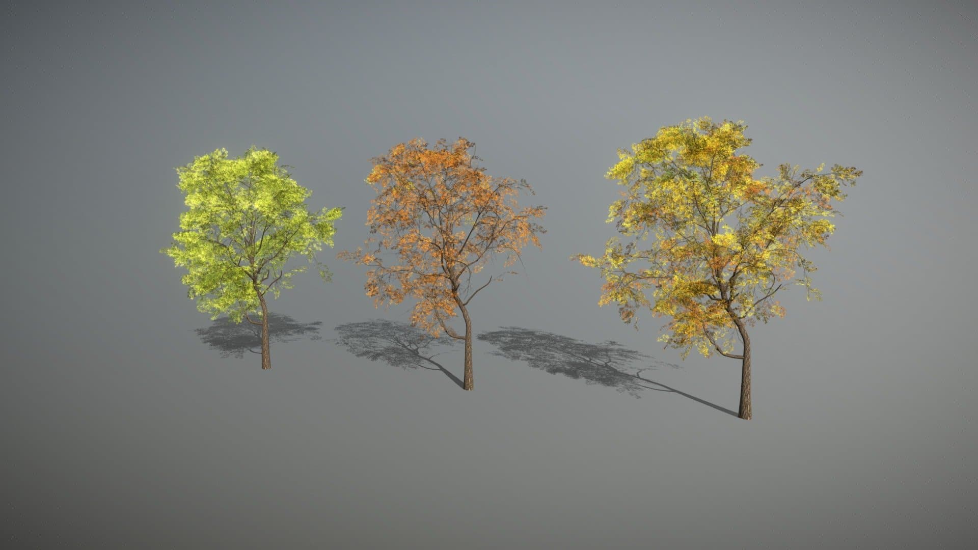Black Walnut Tree