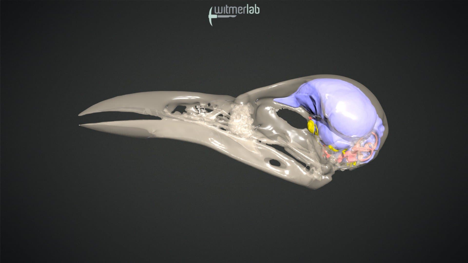 Samoan starling - skull & brain endocast