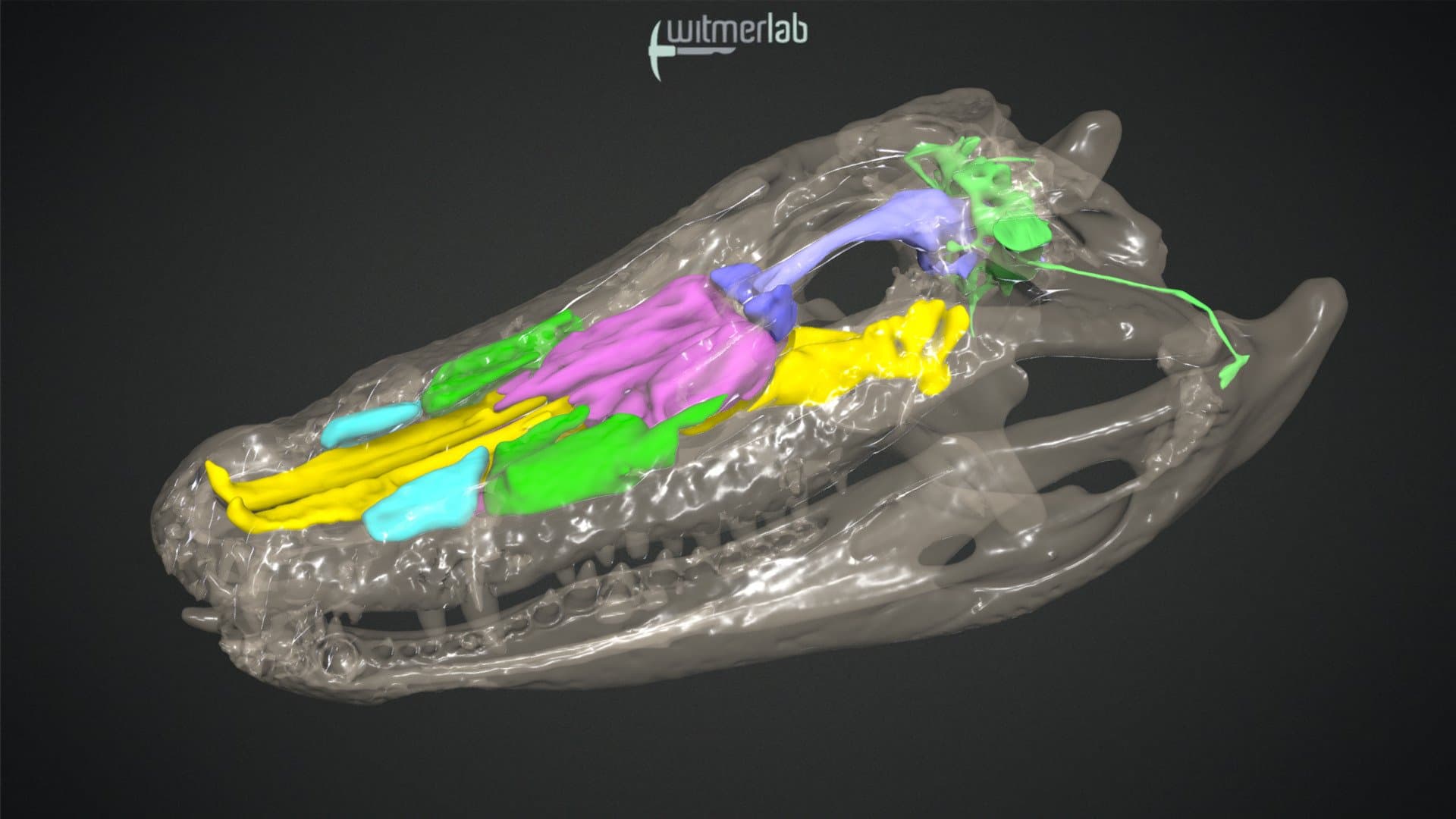 Alligator paranasal & middle-ear sinuses + brain