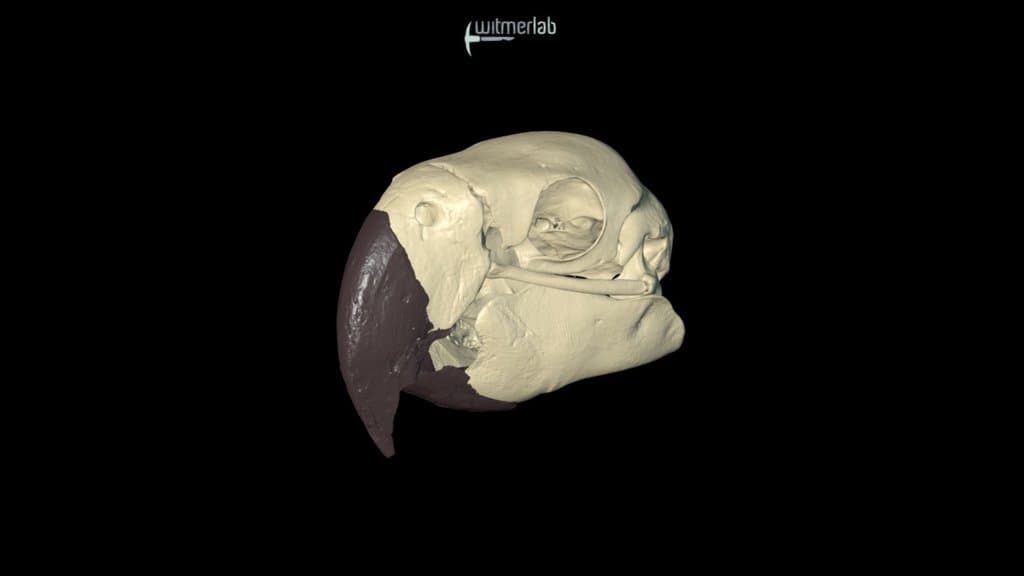 Scarlet Macaw skull - OUVC 10633