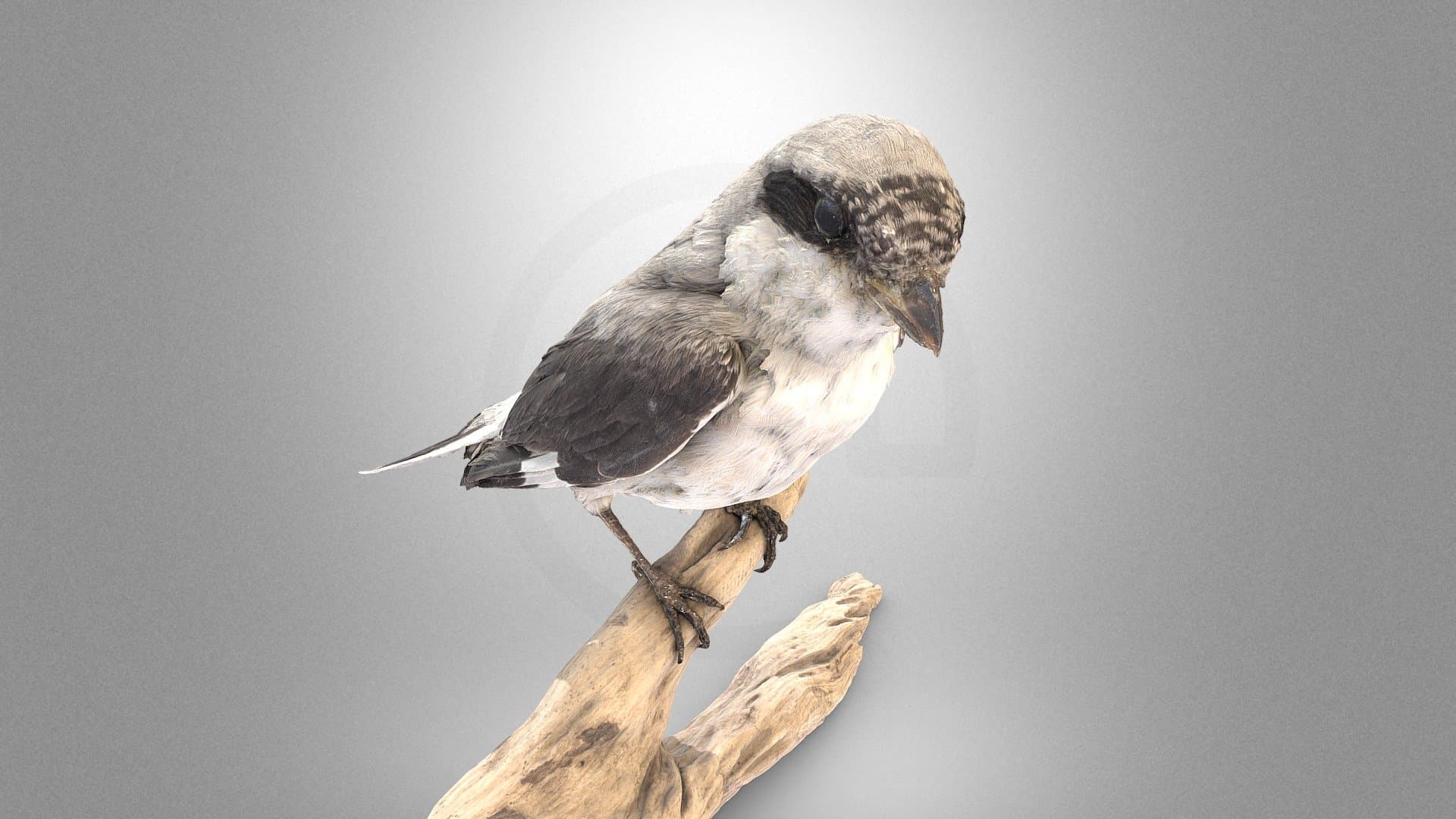 Lesser grey shrike