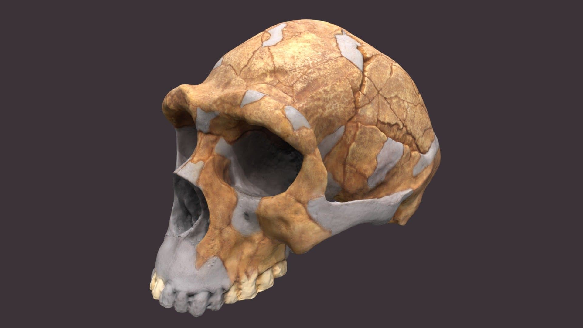 Homo erectus Skull