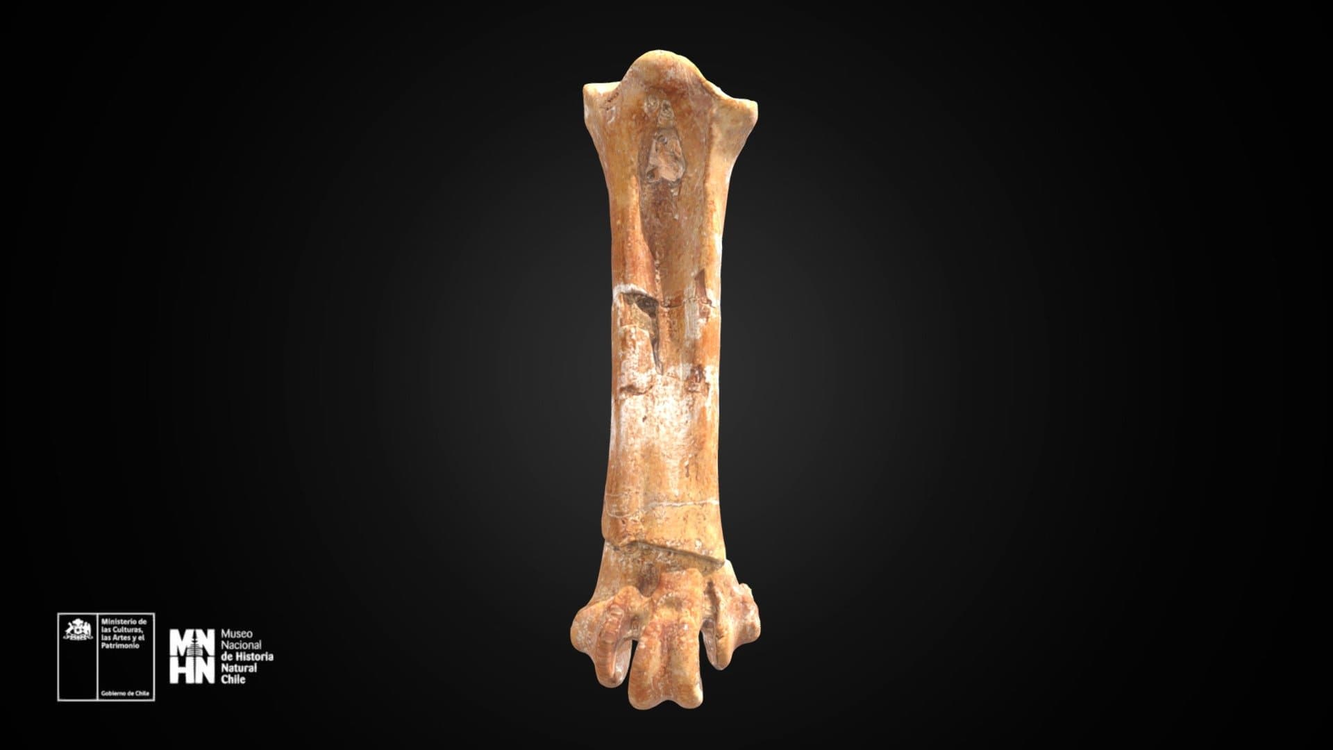 Pelagornis chilensis. Tarsometatarso derecho